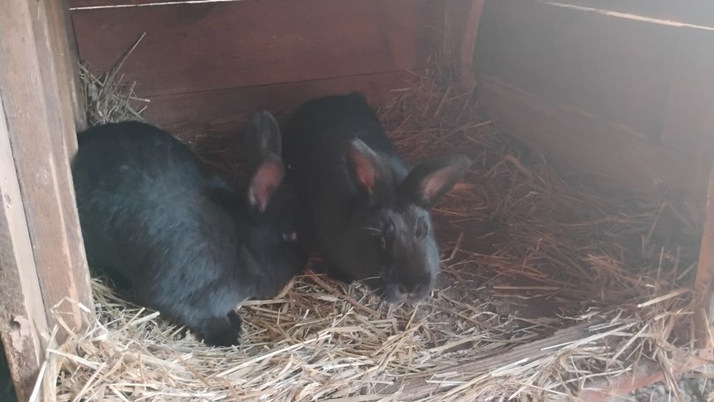 Króliki samice i samiec