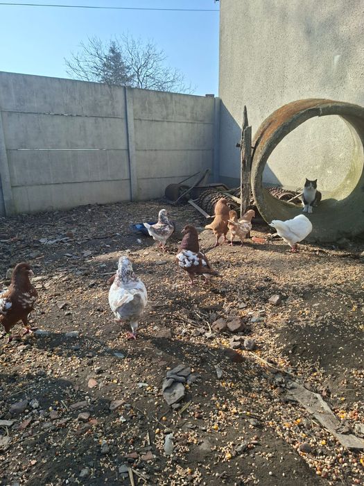 Kingi kingi gołębie ozdobne