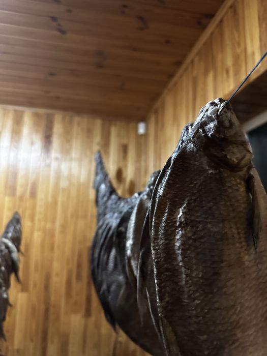 Продаж тарані, лящ, підлящ, плотва