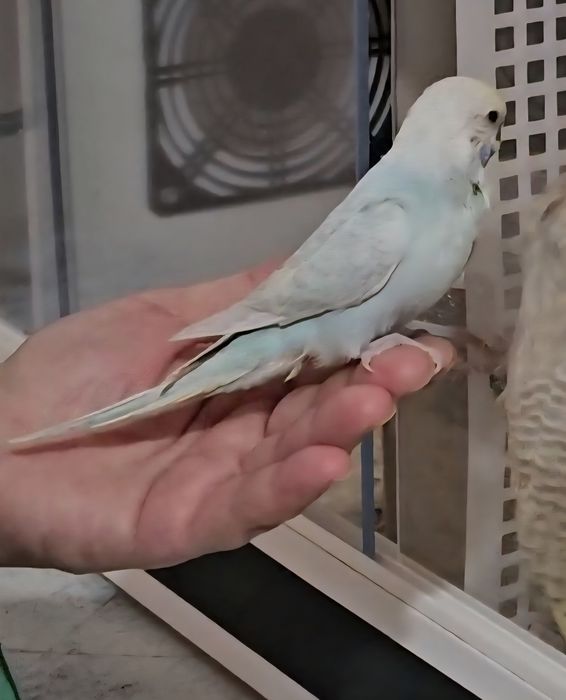Piriquito domesticado
