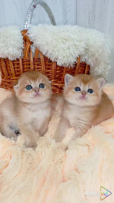 Две сестрички золотые шиншиллы. Вислоухая и прямоухая