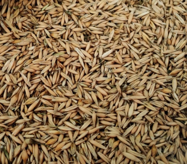 Продам зерно пшениці озимої