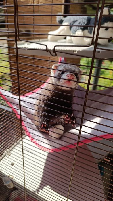 Пара улюбленеців, тільки у відповідальні руки