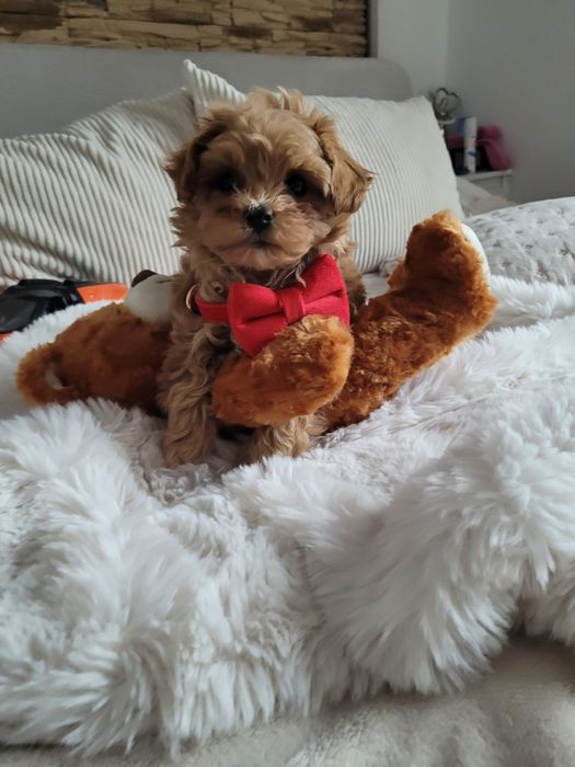 MALTIPOO  MINI  pudel toy #maltanczyk