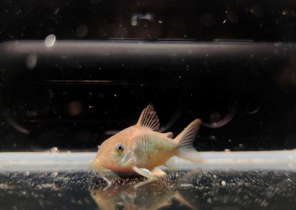 Paletka Red turkus hodowla legalna wysyłka