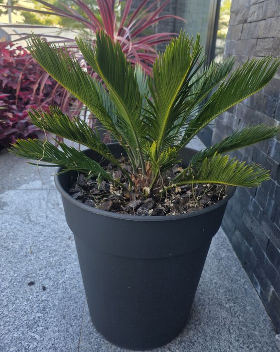 Palmeira Cica (Cycas Revoluta) | Planta Tropical + Vaso Grande Preto