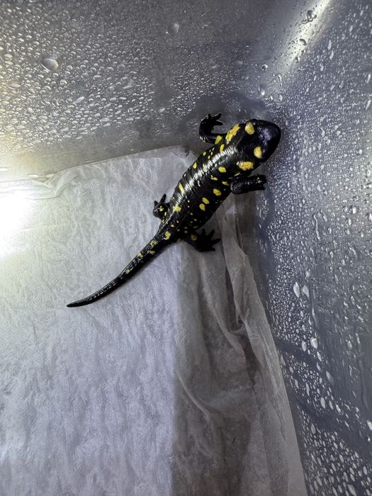 Salamandra s. Almanzoris cb23