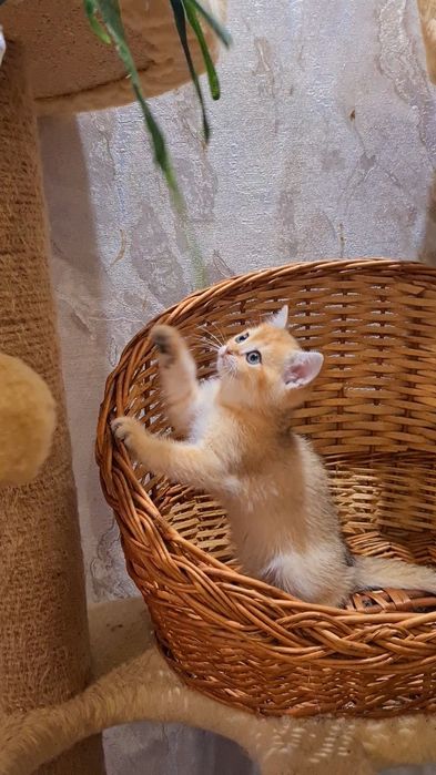 Оочень красивая девочка золотая шиншилла