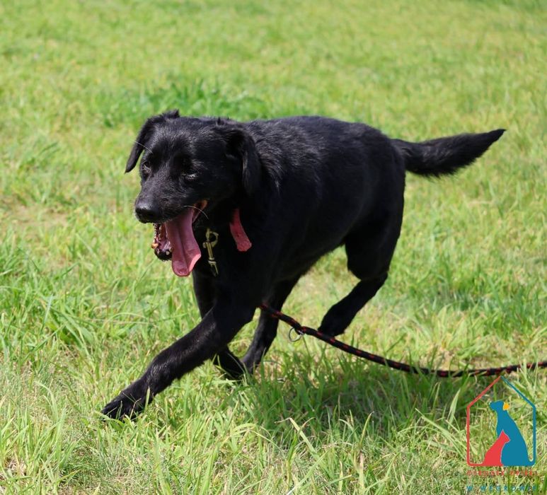 Tufi 195/24 - SZUKA DOMU!