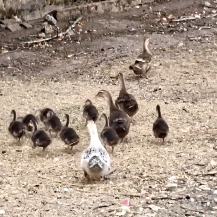 Patos Rouen jovens