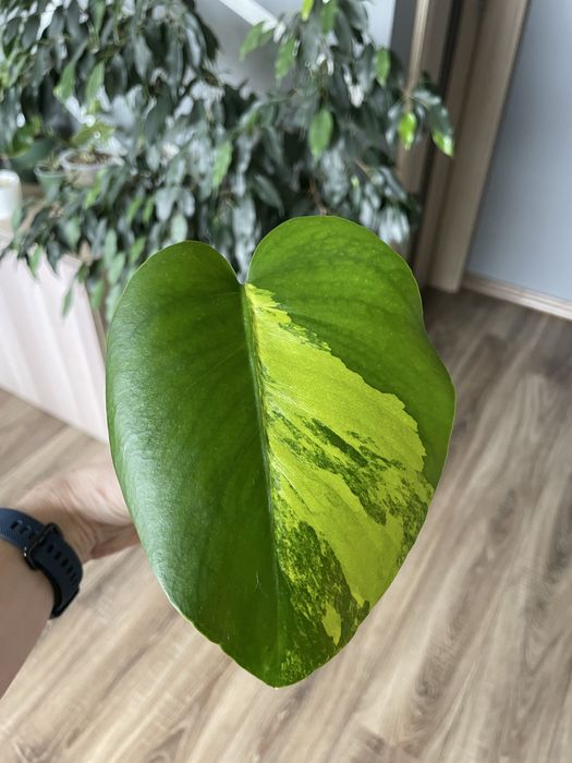 Monstera aurea large form szczyt odbiór Gdańsk