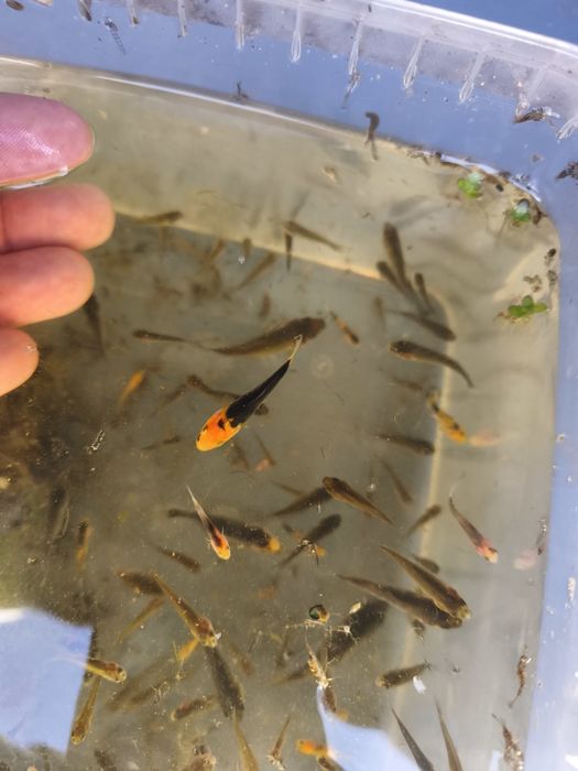 Carpas koi bebés