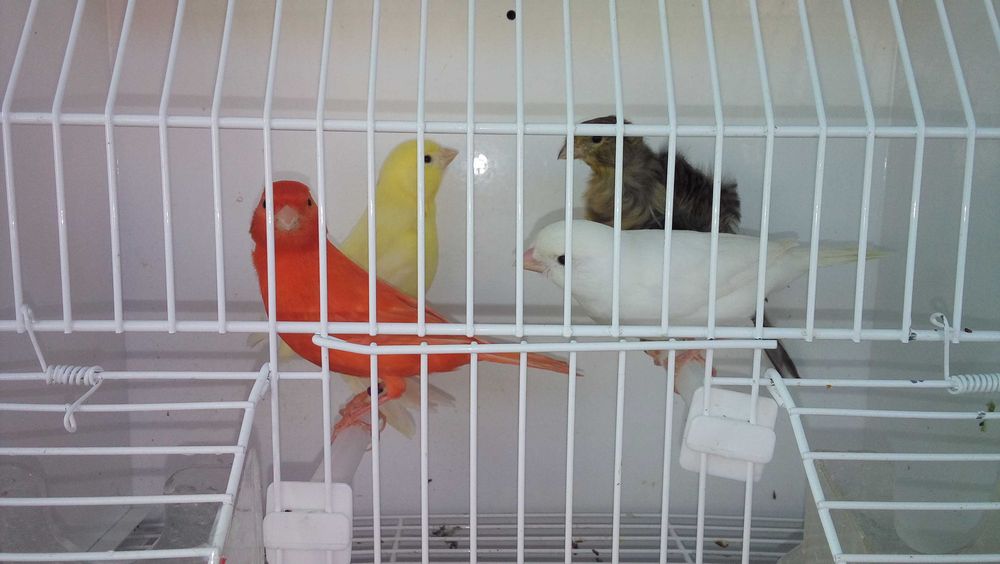 Canários, vermelhos , amarelo intenso , poupa