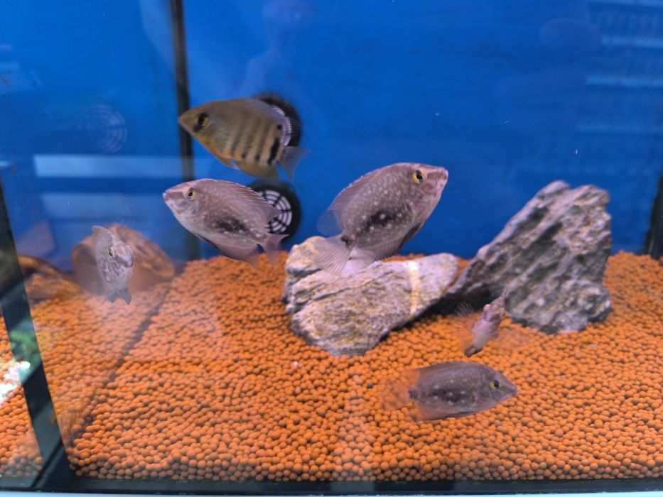 Uarus Amphiacatoides