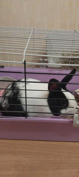 Декоративний кролик безкоштовно