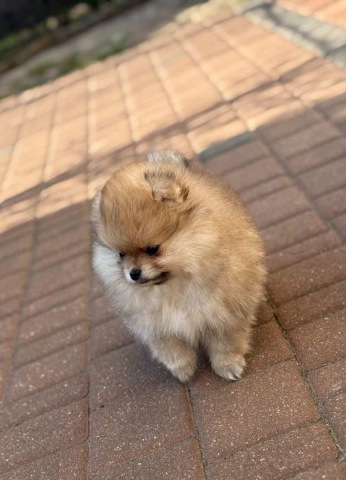 Szpic Miniaturowy Pomerania
