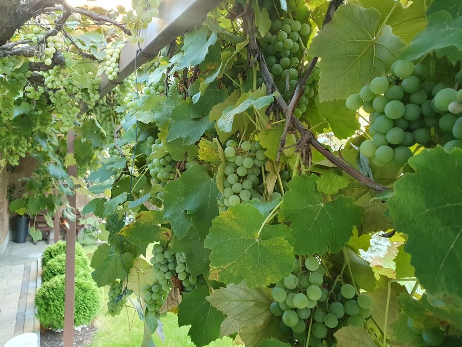 Winogrona jasne na wino lub do jedzenia