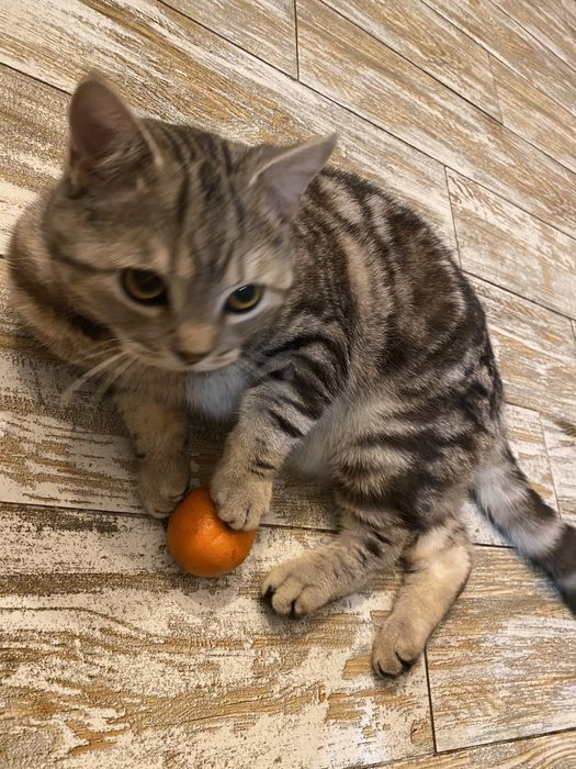 Благородный шотландец Мажор ( скоттиш страйт)