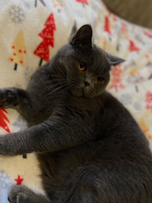 Британська кішка