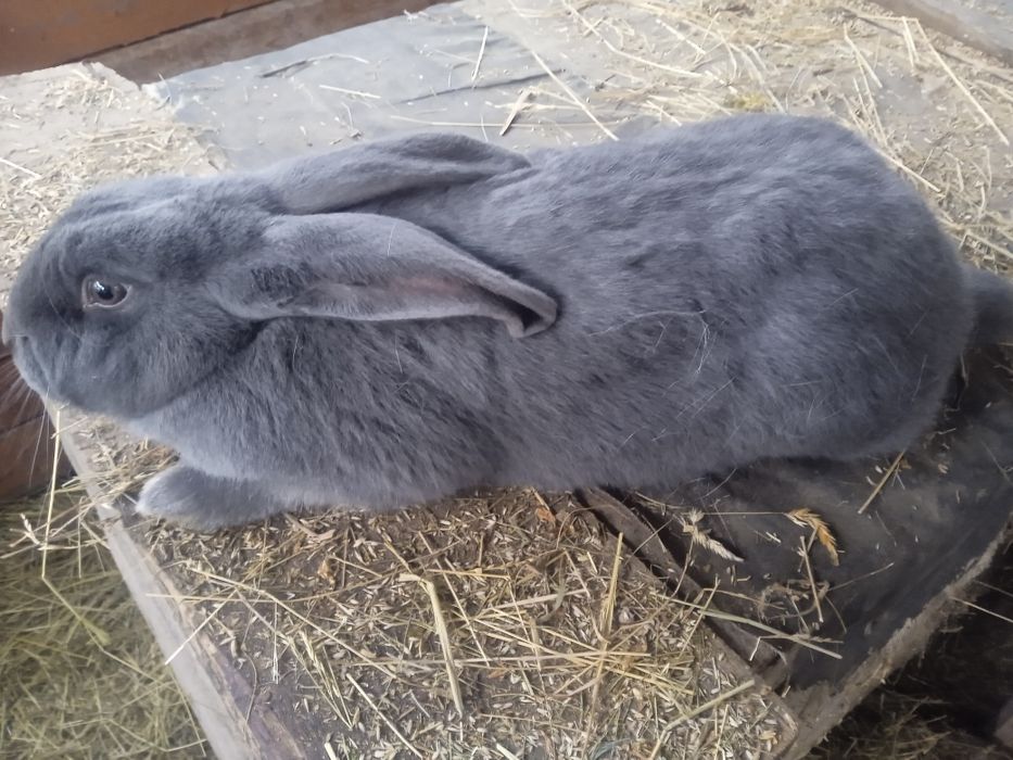 Житомирська область