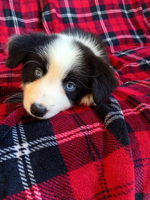 Suczka Border Collie