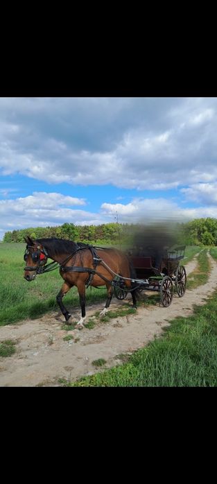 Sprzedam młodą klacz