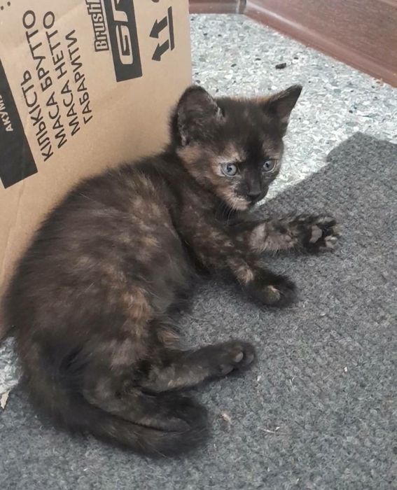 Котята,нужен дом
