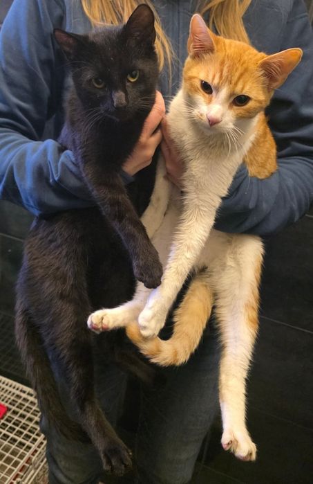 Kocurki proszą o dom