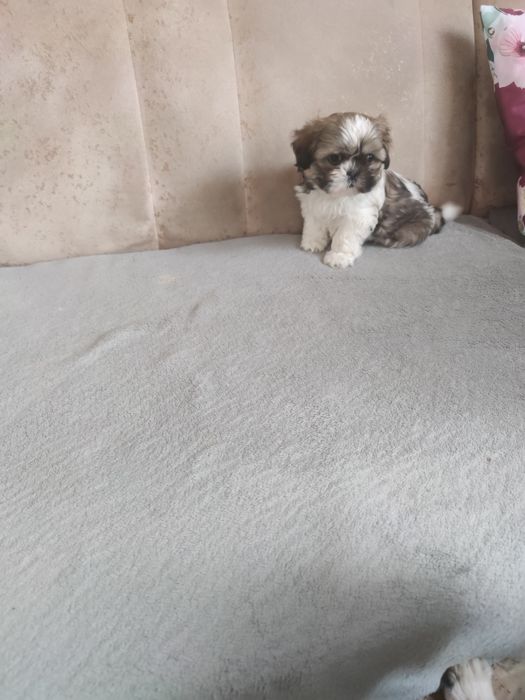 Śliczna sunia shih tzu