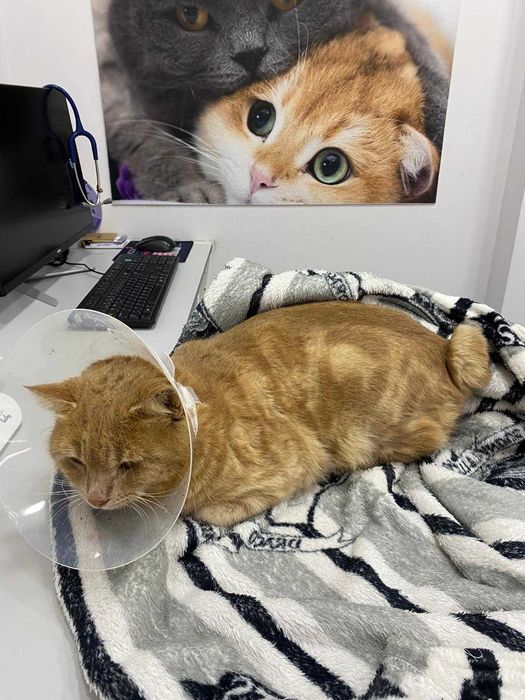 Gatinho para adoção responsável