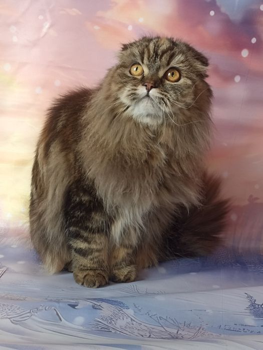 Шотландська довгошерстна грілка