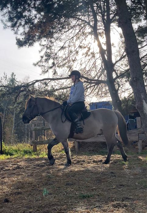 Konik polski wałach 4 lata pod siodło