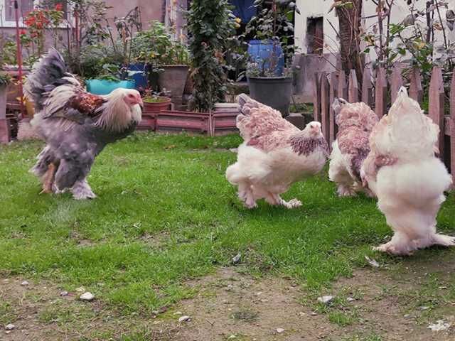 Яйце на інкубацію.Курчат.Брама  лососева, колумбійське золото, мрамор.