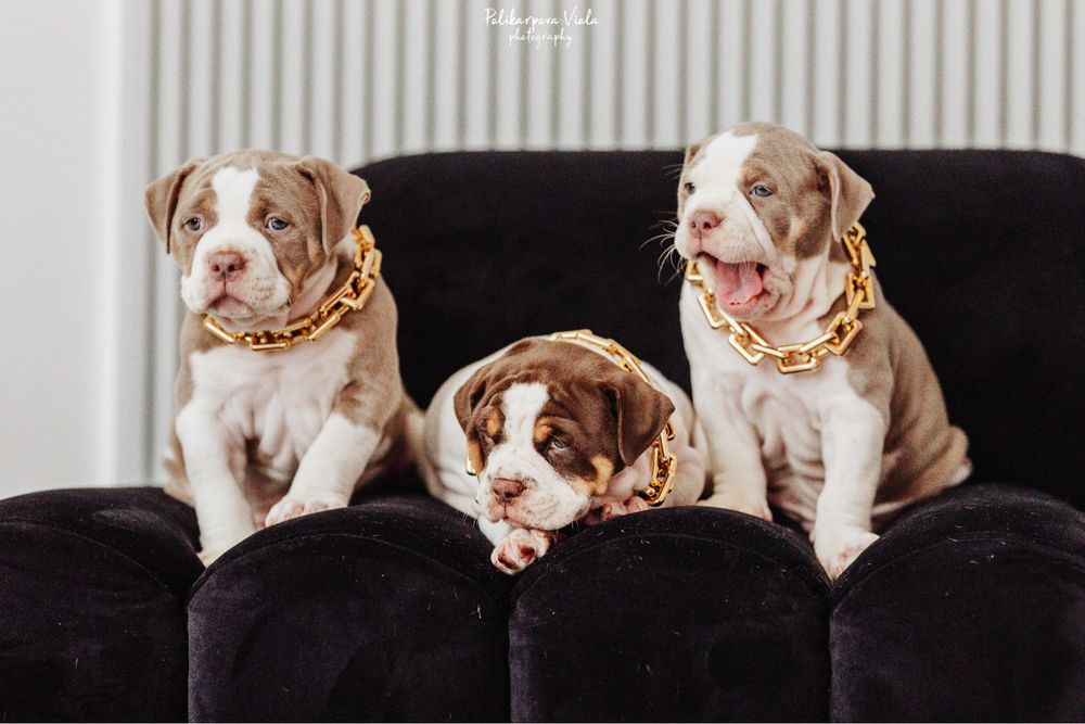 Американський буллі