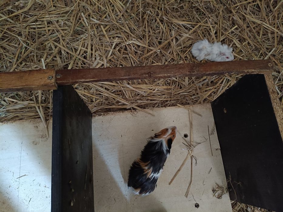 Świnki morskie rozetki długowłose