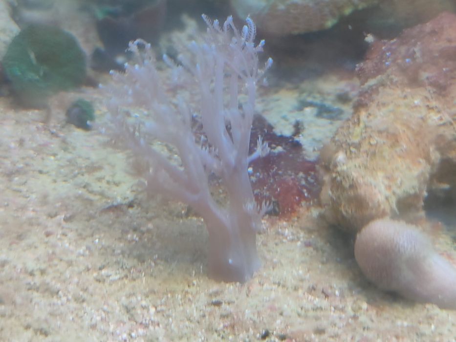 lote de  Corais 35 actinodiscus, xenias star polyp