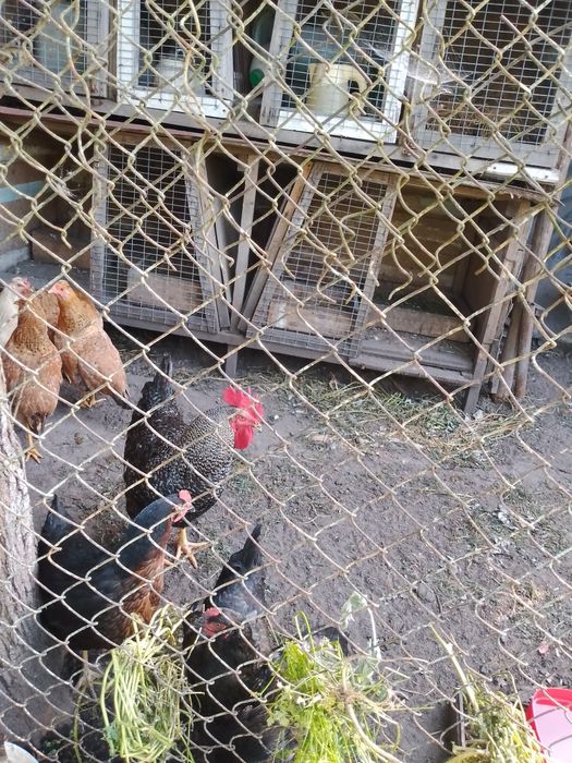Продам курей та півня