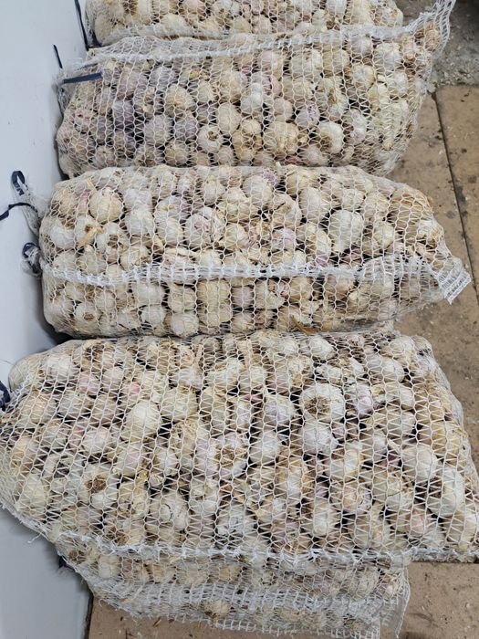 Czosnek wiosenny drobny