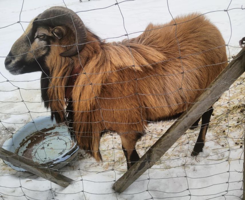 Baran - tryk kameruński