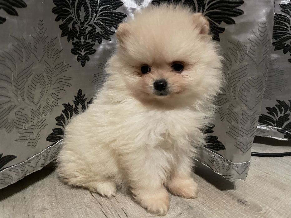Pomeranian suczka mini