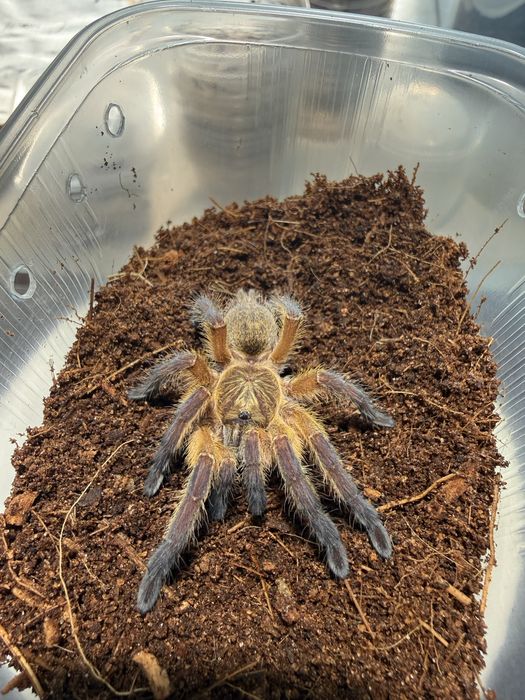 Harpactira pulchripes samica 2dc