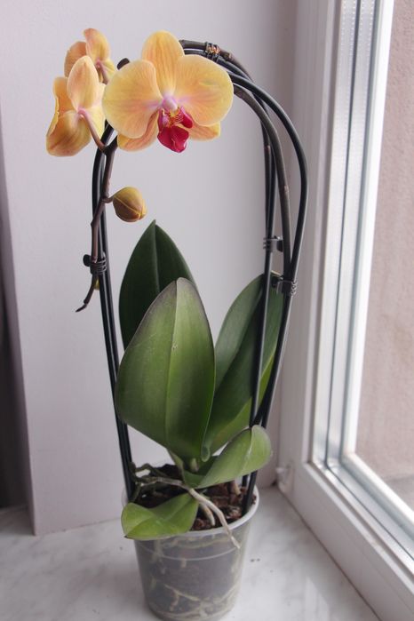 Орхідея фаленопсис