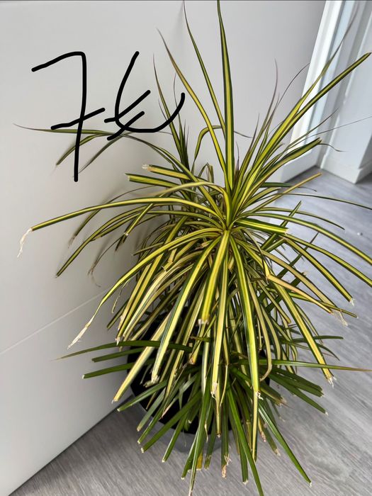 Plantas dracaenas , Zamioculcas e jibóias