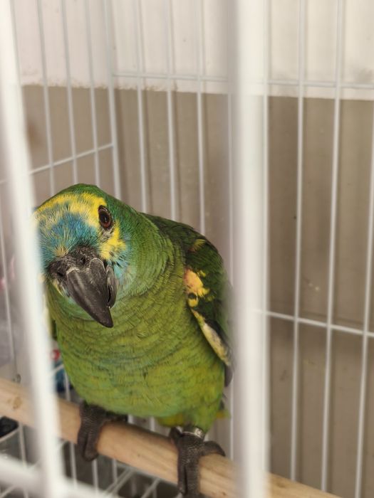 Marianinha e papagaio aestiva