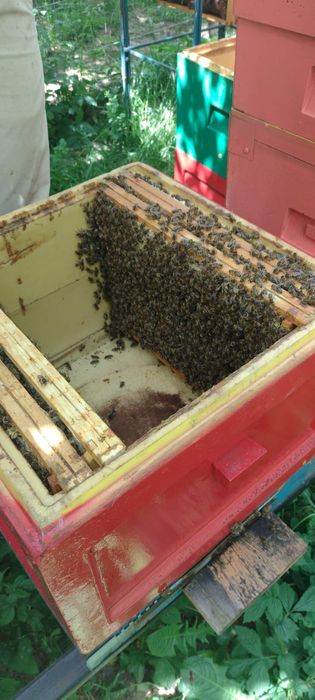 Sprzedam silne rodziny pszczele