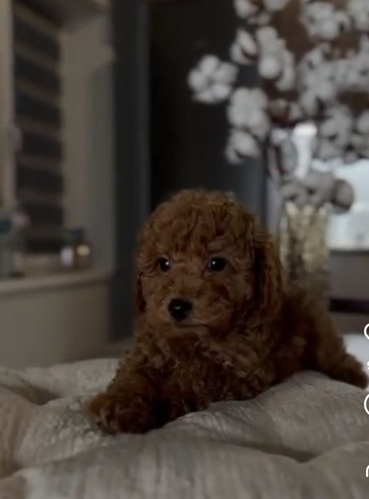 Красавчік малиш . той пудель