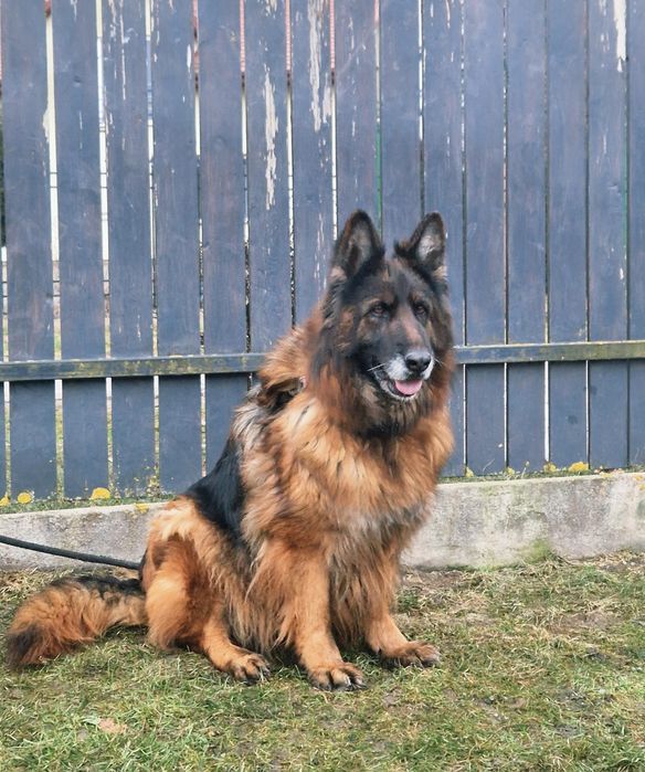 Owczarek Niemiecki Długowłosy Rezerwacja.