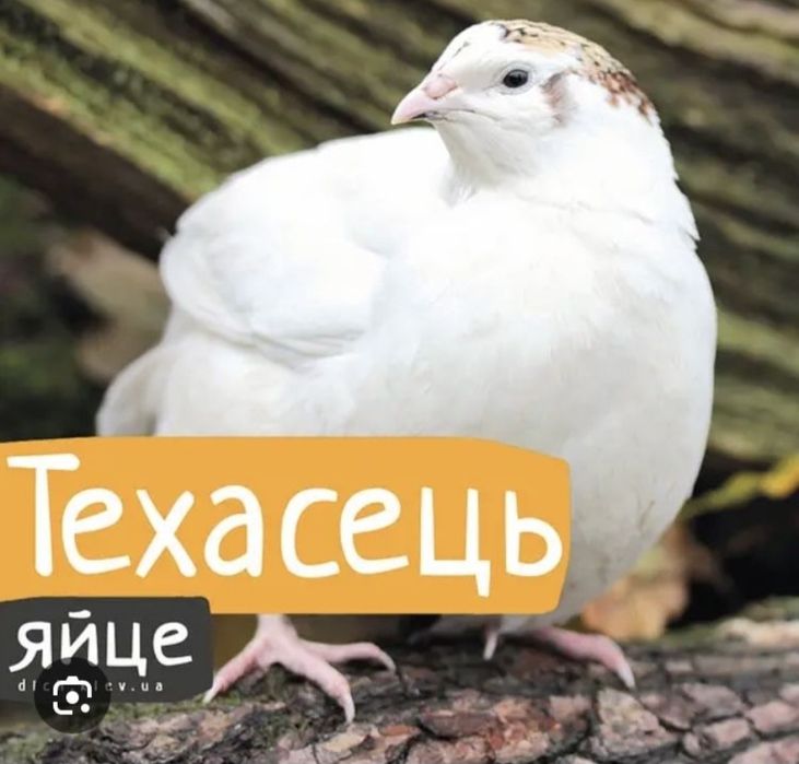Інкубаційне яйце Техас