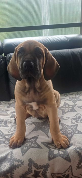 Fila brasileiro szczeniak