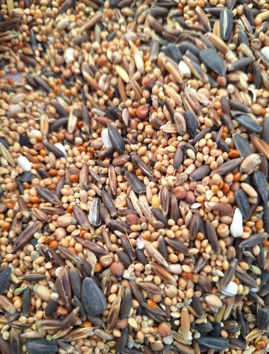 Pokarm dla papugi sredniej 25 kg GRATIS proso senegalskie